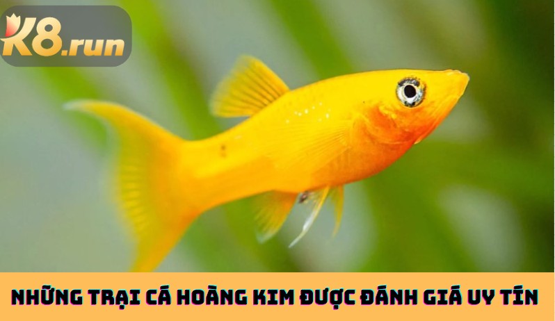 Những trại cá Hoàng Kim được đánh giá uy tín 