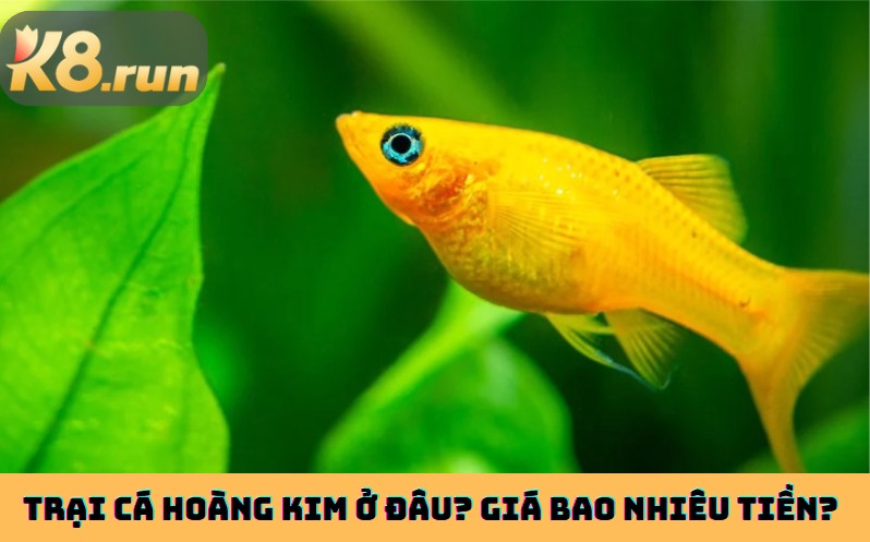 Trại cá Hoàng Kim ở đâu? Giá bao nhiêu tiền?